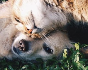 Les dangers de l’été pour les animaux&nbsp;: ce qu’il faut savoir