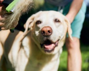 garde de votre animal à Niort Entretenir le pelage de son chien : un geste essentiel