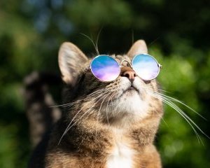 garde de votre animal à Niort Chats en été : ce qu’il faut surveiller