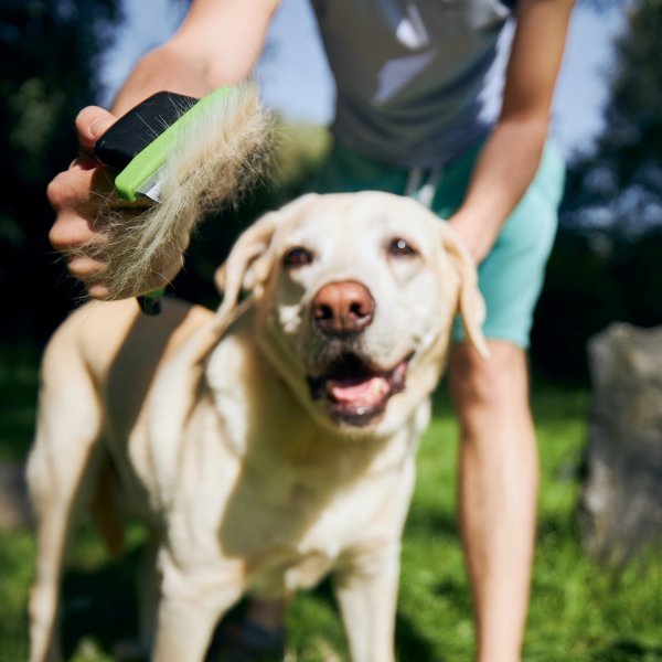 Entretenir le pelage de son chien&nbsp;: un geste essentiel