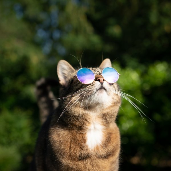 Chats en été&nbsp;: ce qu’il faut surveiller